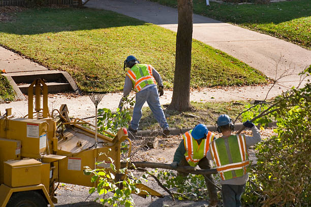 Best Tree Preservation Services  in Melrose Park, IL